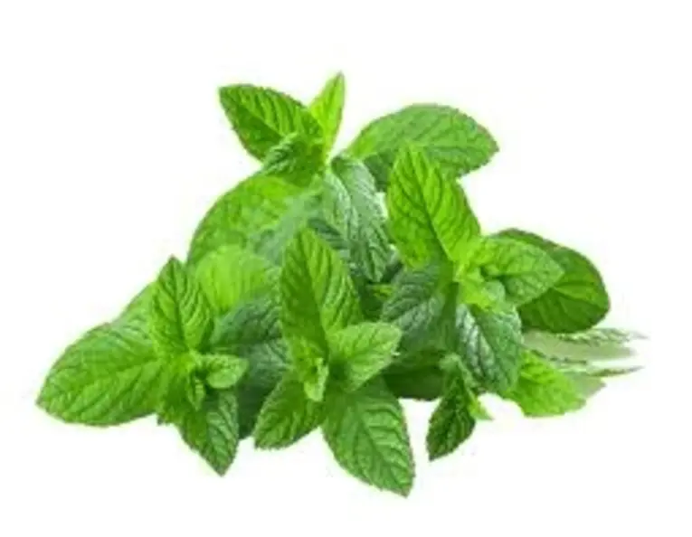 Mint Fudina Bunch